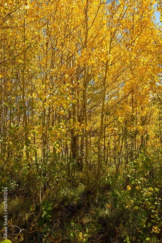 Aspen trees showing autumn fall colors in the Steens mountains near Frenchglen Oregon