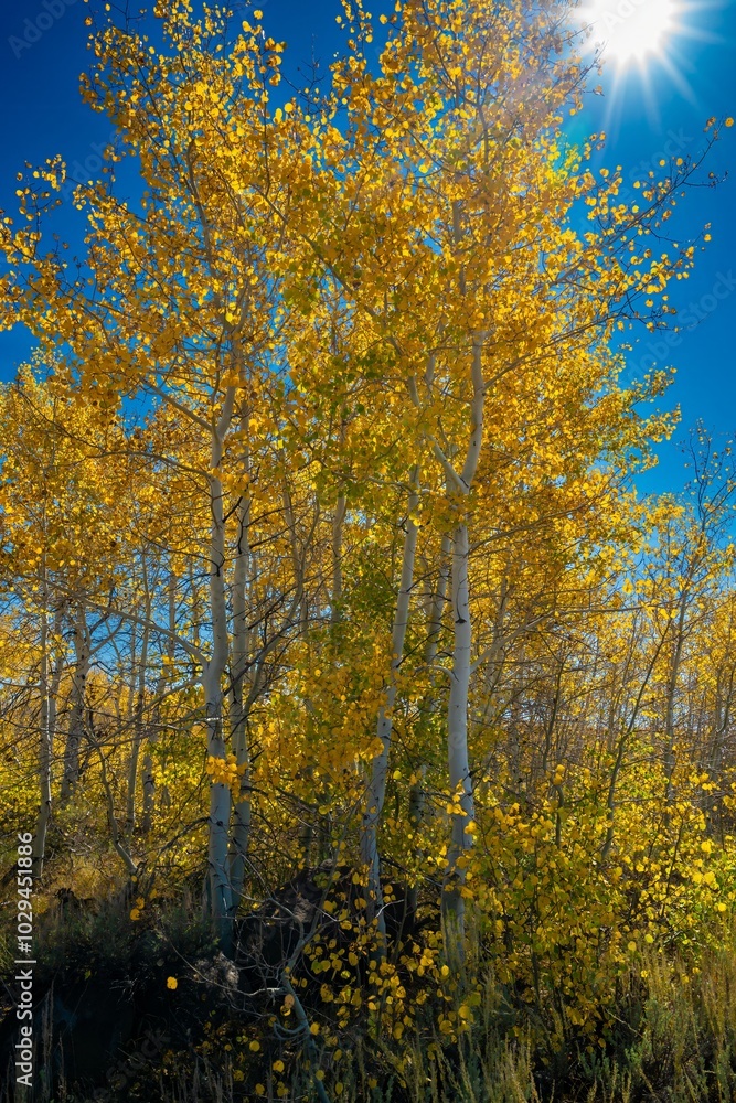 Aspen trees showing autumn fall colors with a sunburst in the Steens mountains near Frenchglen Oregon Aspen trees showing autumn fall colors with a sunburst in the Steens mountains near Frenchglen Oregon
