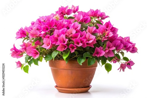 Wallpaper Mural Pink Bougainvillea flowers in clay plant pot on white background with clipping path reflected Torontodigital.ca