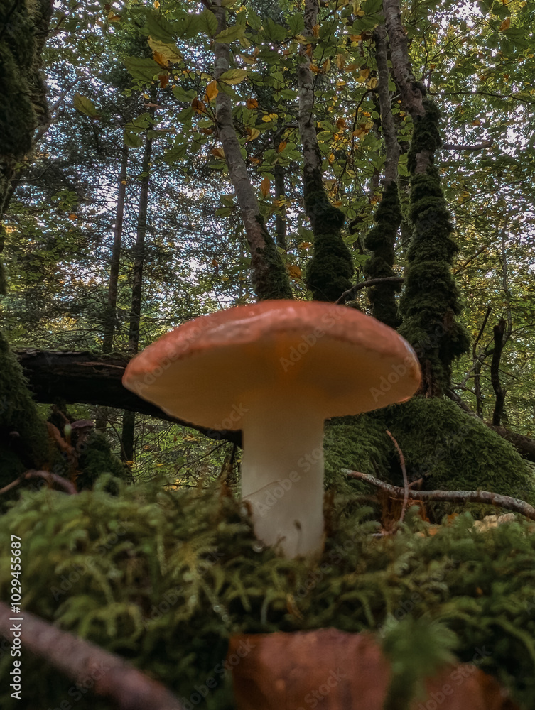 Fototapeta premium Champignons sauvages en forêt : Texture et forme naturelles