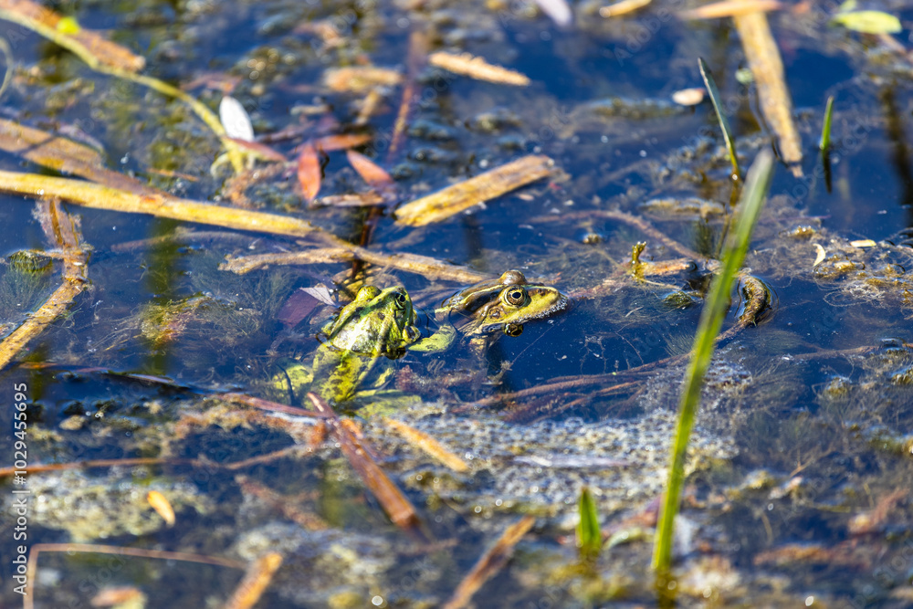 Toads, frogs mate in a pond, river, lake. Mating season for frogs. The sun's rays illuminate beautifully. Amphibian. Toads, frogs mate in a pond, river, lake. Mating season for frogs. The sun's rays illuminate beautifully. Amphibian.