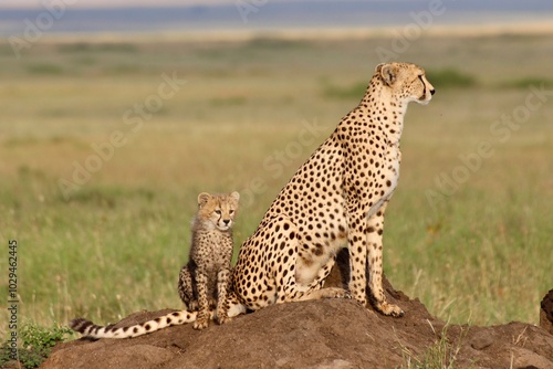 Photography Cheetah and Cub on Safari: Majestic Wildlife in Serengeti