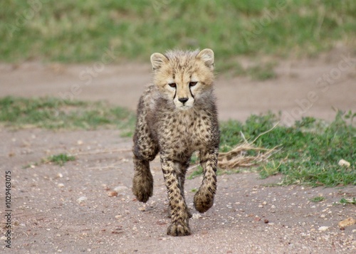 Canvas Print Cheetah cub running in Serengeti