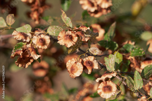 Autumn bush of paliurus (crown of thorns) with green foliage and brown flowers. Natural background.