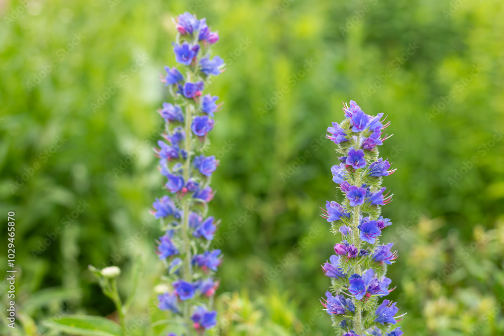 Obraz premium Close up of a vipers bugloss (echium vulgare) flower