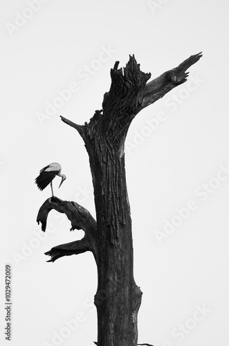 Lonely stork on died tree photo