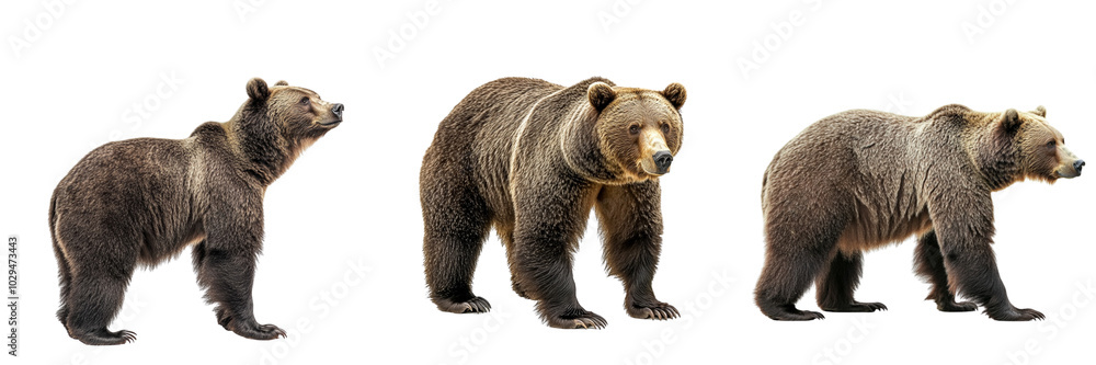 collection Set of A brown bear standing, side view, full body isolated on a transparent background cutout, PNG file collection Set of A brown bear standing, side view, full body isolated on a transparent background cutout, PNG file