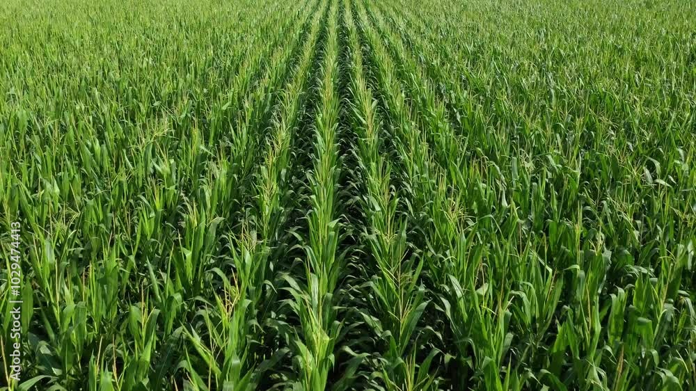 Aerial shot of lush green corn crop plantation field in diminishing perspective seen from the drone point of view, 4K Aerial shot of lush green corn crop plantation field in diminishing perspective seen from the drone point of view, 4K