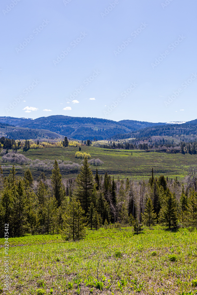 Fototapeta premium Scenic View of Wyoming's Rolling Hills and Forest