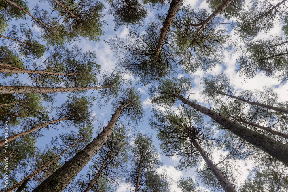 A forest