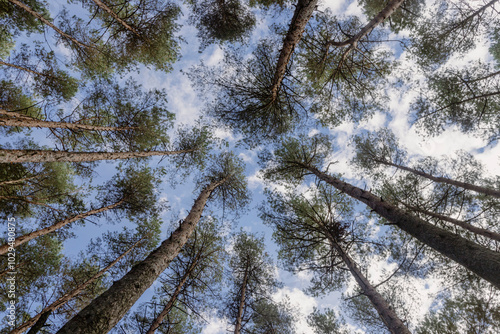 Obraz na płótnie A forest w salonie