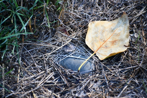 Rock and leaf on the ground. Closeup, water, random bits of foliage. photo