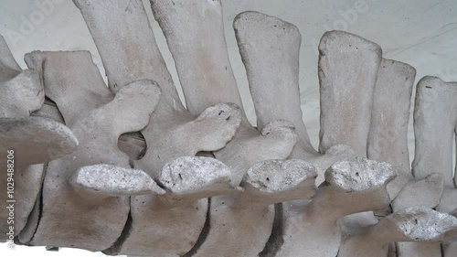 Huge grey skeleton of big blue whale. Whale spine. Real whale bones. Balaenoptera musculus