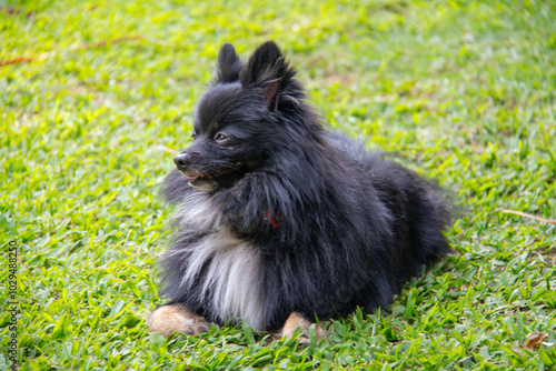 Adorable black Pomeranian dog with white chest enjoying a sunny day on the grass