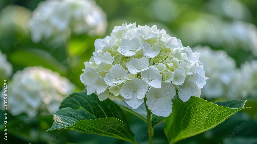 Beautiful white hydrangeas blooming in a lush garden during the golden hour of sunset Beautiful white hydrangeas blooming in a lush garden during the golden hour of sunset
