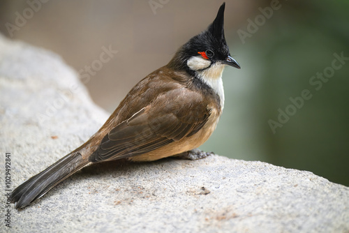 Red-whiskered or Crested Bulbul (Pycnonotus jocosus) photo