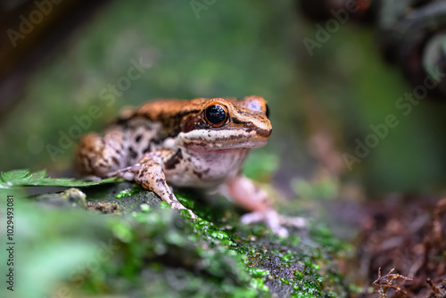 Black-striped or Black-spotted Stream Frog (Sylvirana nigrovittata) photo