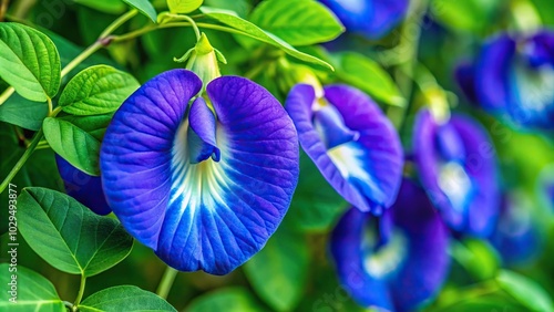 Vibrant close-up of butterfly pea flowers Clitoria Ternatea or Telang