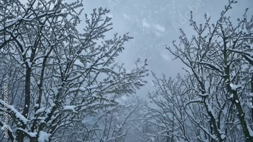 Snow is falling heavily on a group of trees, creating a beautiful and serene winter scene. The branches are covered in a thick layer of snow, and the sky is a soft gray