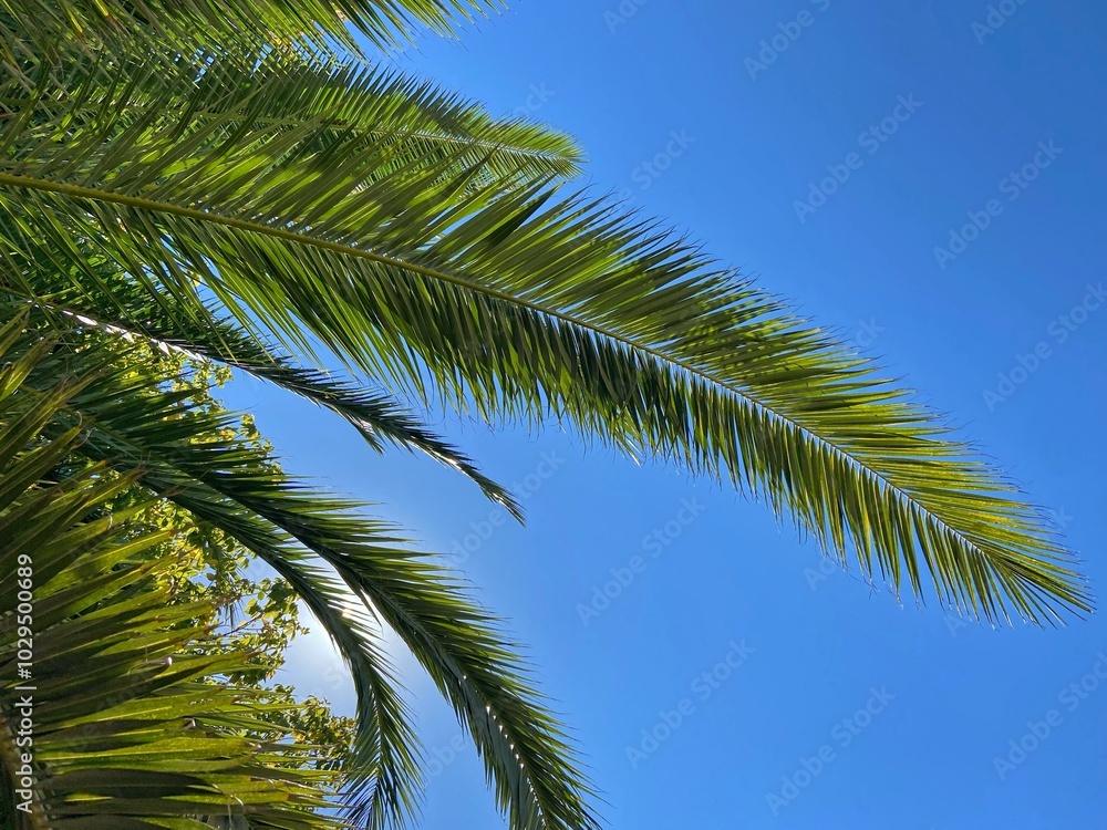Green large palm tree leaves on blue background. Natural summer background Green large palm tree leaves on blue background. Natural summer background