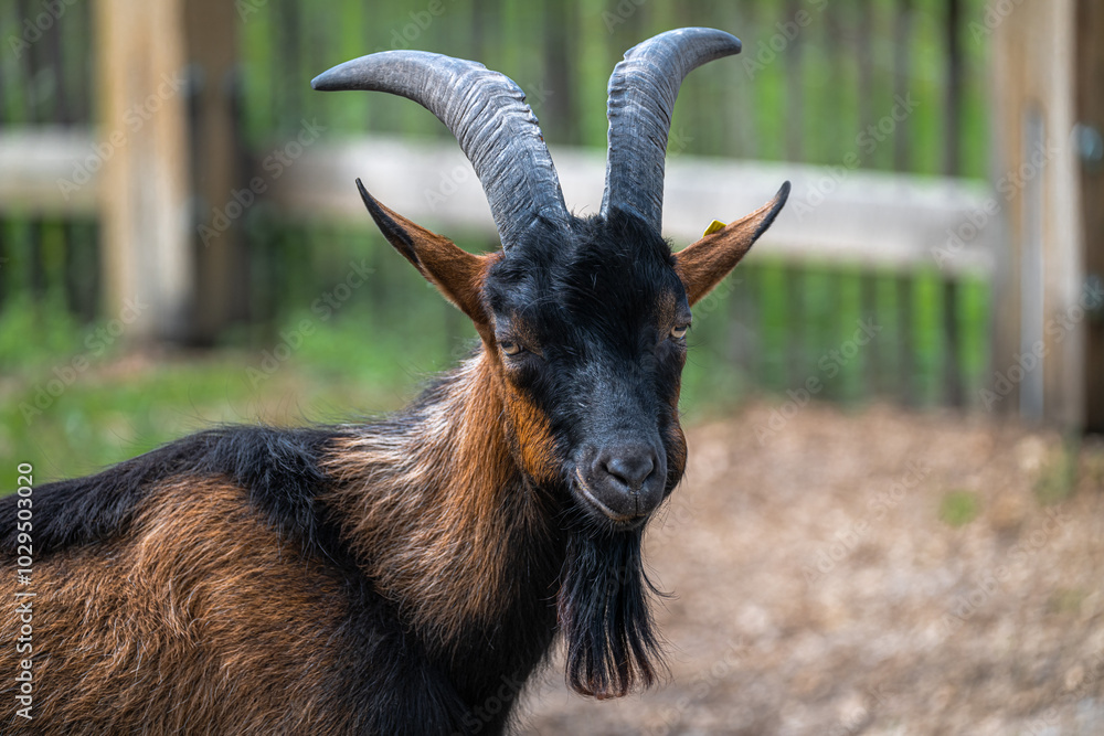 Domestic Goat Breed (Capra hircus) 'Bunte Deutsche Edelziege'