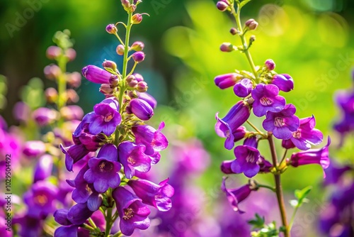 Purple Penstemon Sour Grapes flowers against green background with leading lines