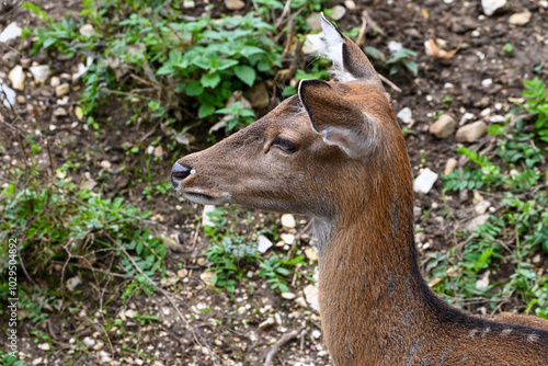 Deer close up portrait