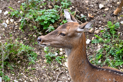 Deer close up portrait