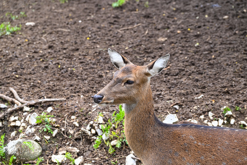 Deer close up portrait