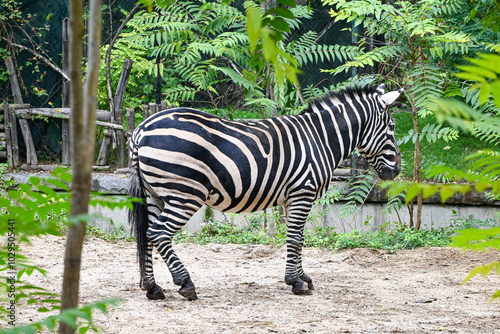 Zebra The Striped Savanna Stallion