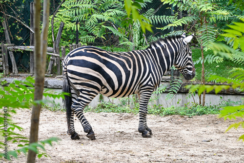Zebra The Striped Savanna Stallion