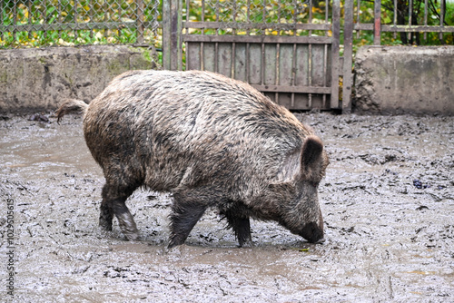 Wild boar and its habitat