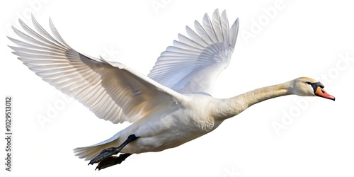 Fototapeta Naklejka Na Ścianę i Meble -  White swan flying at tilted angle isolated on white background
