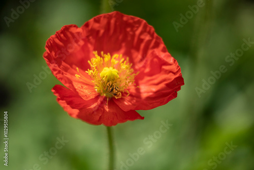 Close up of Papaver nudicaule 'Garden Gnome' in summer against diffused green background photo