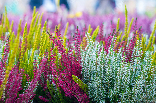 Foto A garden bed of heather (Calluna vulgaris) blooming in different colors, defocused background