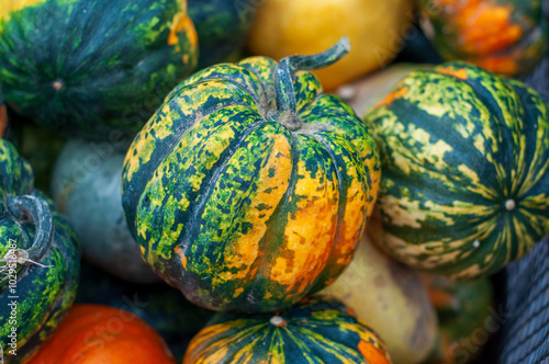 A small green pumpkin with a tail lies in the center against the background of other pumpkins