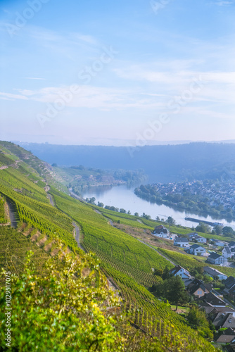 Picturesque wine vineyards on the hillside Rhine Valley near the town of Winningen, Germany