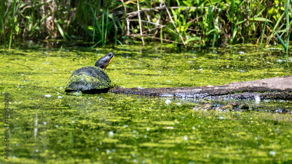Blanding's Turtle Perched on a Log in a Pond Blanding's Turtle Perched on a Log in a Pond