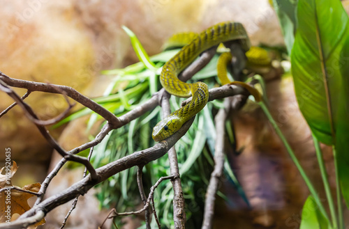 Eastern Green mamba at a zoo herbarium. Native to the coast of East Africa and Southern Africa. The venom is considered lethal without anti-venom.