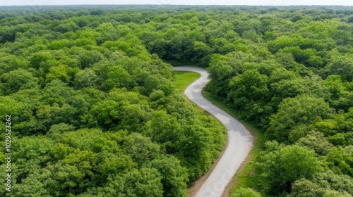 Serene green forest landscape with curving road - ideal for nature design and travel inspirations