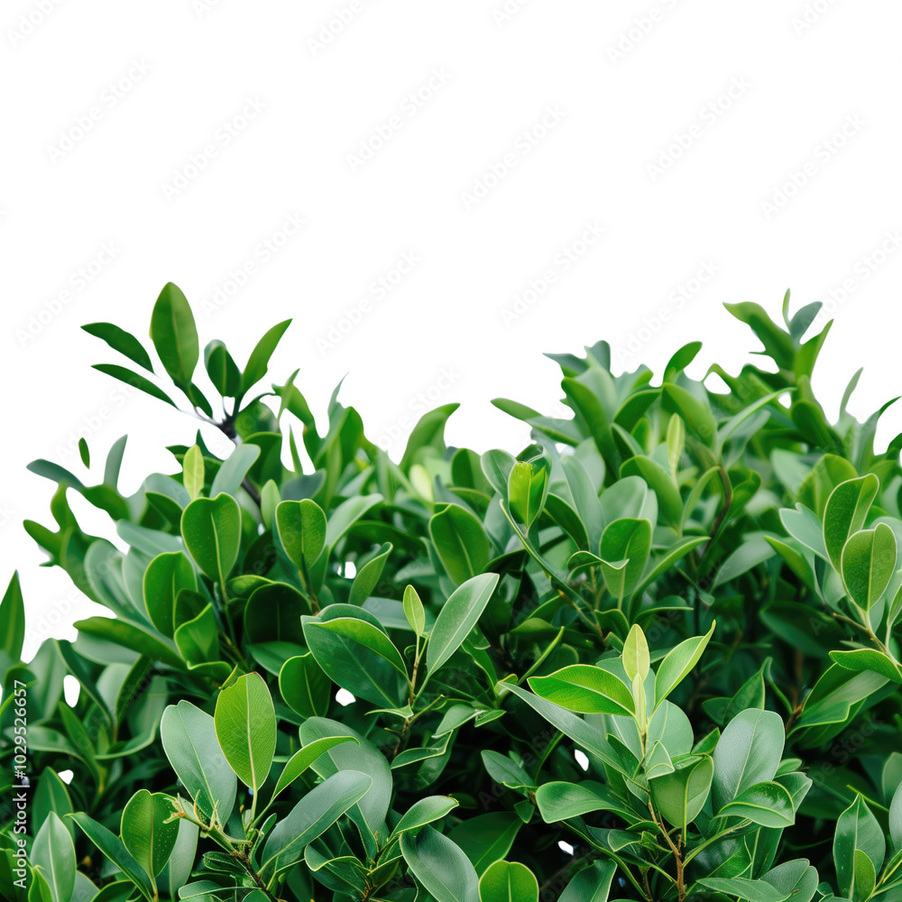 Lush Green Foliage on transparent background Lush Green Foliage on transparent background
