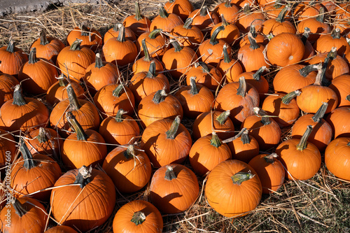 Pumpkin Sale