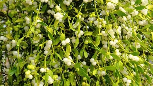 Mistletoe branch with green leaves and white ripe berries