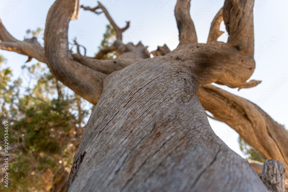 Fototapeta premium Tree trunk with a brown bark
