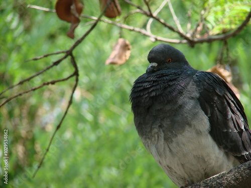 pigeon on a tree