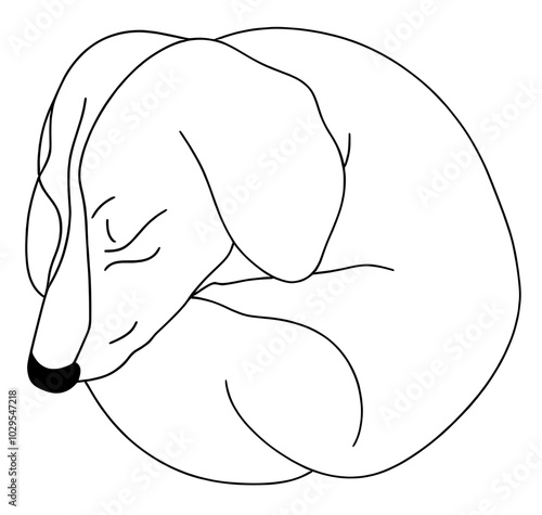 Minimalist black-and-white line art of a curled-up sleeping dachshund, showcasing a simple yet adorable design, perfect for modern pet lovers and dog-themed projects