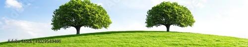 An isolated white background with a very high definition treeline