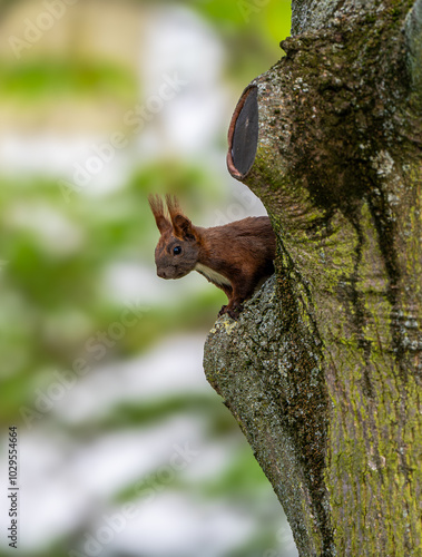 Eichhörnchen auf Baum erwischt