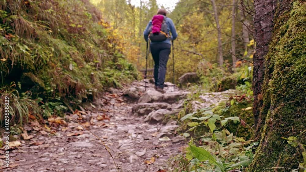 A lone hiker with a red backpack traverses a tranquil forest path, surrounded by vibrant autumn foliage, embodying solitude and adventure in nature A lone hiker with a red backpack traverses a tranquil forest path, surrounded by vibrant autumn foliage, embodying solitude and adventure in nature