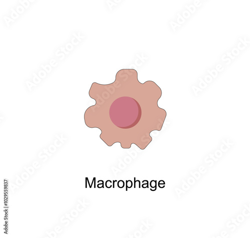 Macrophage. Leucocytes, White Blood Cell Structure. Immune system. Colorful Symbols. Vector Illustration.